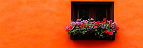 Kleurrijke bloemen voor een oranje muur