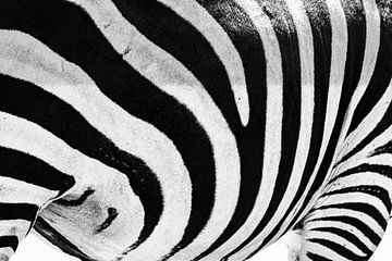 Close-up van het patroon van strepen van een Zebra in zwart-wit van Sjoerd van der Wal Fotografie