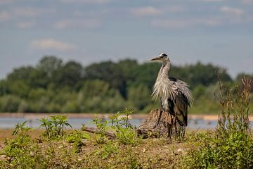 Blauwe reiger van Henk bohmers