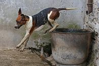 Foxhound taking a bath 4 by Wybrich Warns thumbnail
