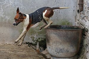 Foxhound taking a bath 4 van Wybrich Warns