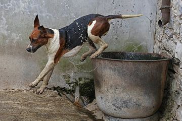 Foxhound taking a bath 4 von Wybrich Warns