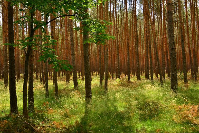 Dennenbos van Ingo Laue