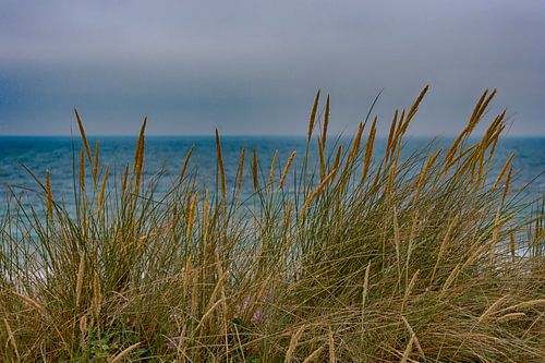 Dunes and beach of Surtainville