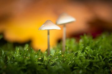 Macro Mushrooms Autumn by Zwoele Plaatjes