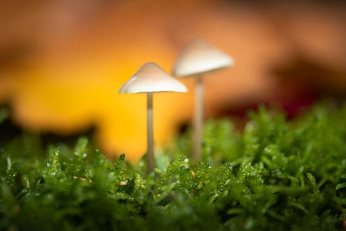 Macro Paddenstoelen Herfst