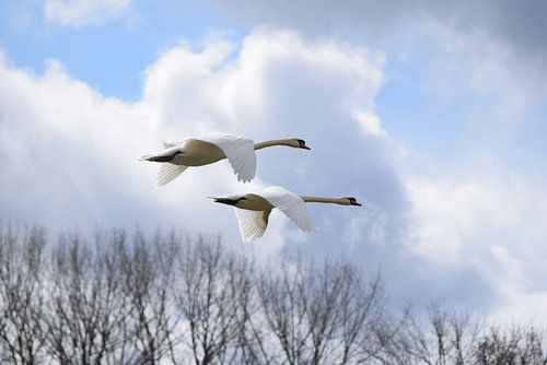 Swans in flight