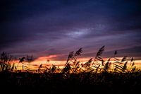 Wuivend riet in de avond 1