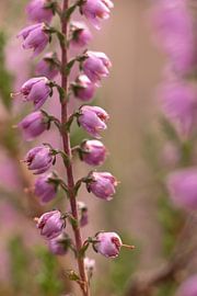 macro photo of purple heather flowers | fine art nature photo by Karijn | Fine art Natuur en Reis Fotografie