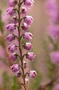 macrofoto van paarse heide bloemen | fine art natuurfoto van Karijn | Fine art Natuur en Reis Fotografie thumbnail