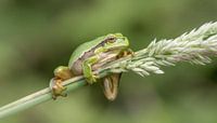 Tree frog