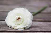 White ranunculus by Ada Zyborowicz thumbnail