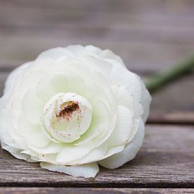 White ranunculus by Ada Zyborowicz