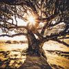 De baas van het laurierwoud van Loris Photography