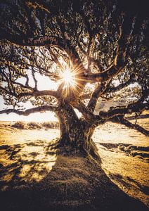 De baas van het laurierwoud van Loris Photography