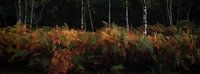 bos panorama van Marcel van Balkom thumbnail