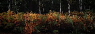 forest panorama by Marcel van Balkom