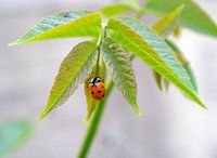 Ladybug on leaf