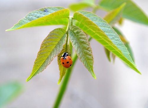 Lieveheersbeestje op blad