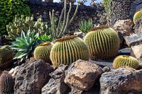 Verschillende soorten cactussen op het Canarische eiland Lanzarote