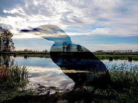 BiesboschCormorant by Ab Wisselink