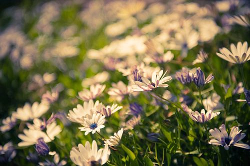 Merry Daisies by Sander van Leeuwen