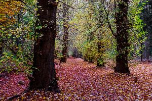herfstbos