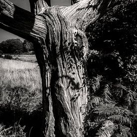 TORSE sur Ullrich Gnoth