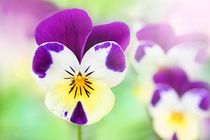 Het drie kleurig viooltje sur Michelle Zwakhalen