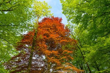 Rotbuche in einem grünen Wald von Sjoerd van der Wal Fotografie