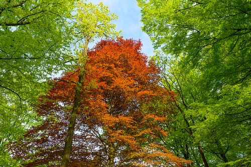 Rode Beuk in het groen