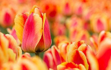 Hollandse tulpen  van Hamperium Photography