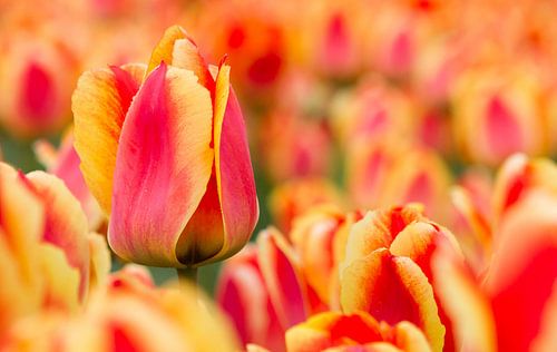 Niederländischen Tulpen