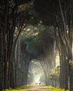 Chemin de rêve à travers le pin #2 par Edwin Mooijaart Aperçu
