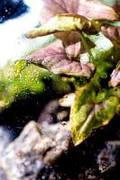 Macro foto van een paars groene plant met waterdruppels