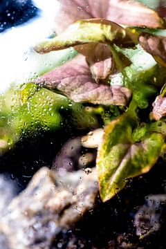Photo macro d'une plante vert pourpre avec des gouttes d'eau sur Robrecht Kruft