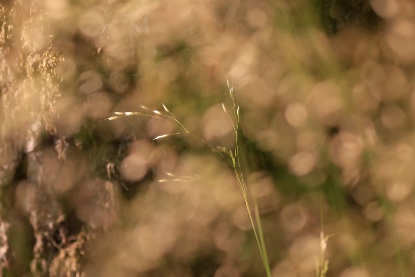 Tender grass by Thomas Jäger