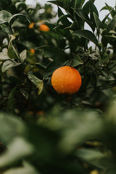colourful orange print by Marloes Floor