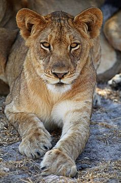 Young lion - Africa wildlife van W. Woyke