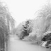 Wilgen hangen over het water. van Alie Ekkelenkamp