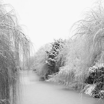 Des saules sont suspendus au-dessus de l'eau.