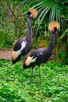 Grey Crown Crane