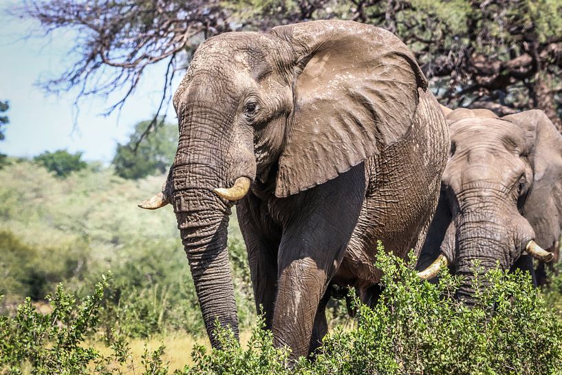 Schitterende Afrikaanse Olifanten van Original Mostert Photography