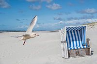 Beach chair with seagull on Sylt at the North Sea