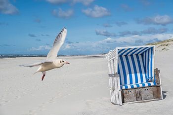 Beach chair with seagull on Sylt at the North Sea