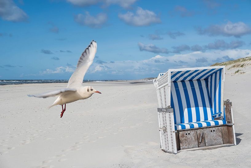 Strandstoel met zeemeeuw op Sylt aan de Noordzee van Animaflora PicsStock