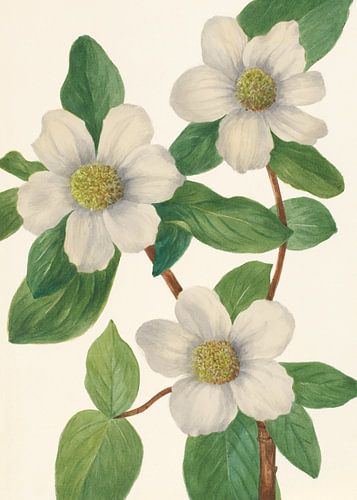 Pacific Dogwood