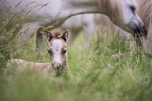 Foal protects by his mother.