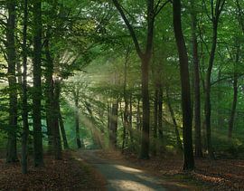 Zonsopkomst Dwingelderveld - Drenthe (Nederland)