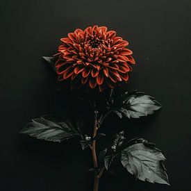 Rote Blume vor schwarzem Hintergrund von Studio Allee